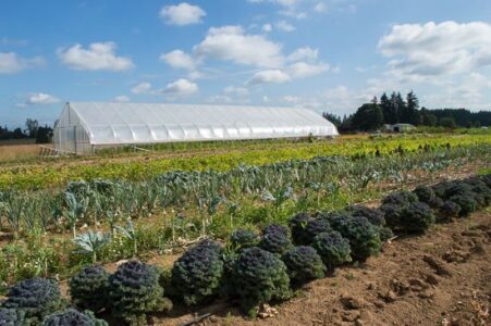 Farm-Incubator Experiment Is Working for Abundant Fields Farm, Part 2 Image